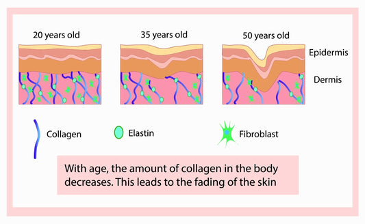 Intrinsic and Extrinsic Aging Factors