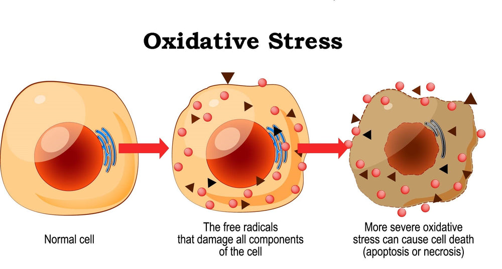 The Role of Antioxidants