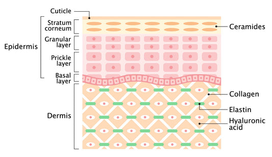 The Structure of Your Skin