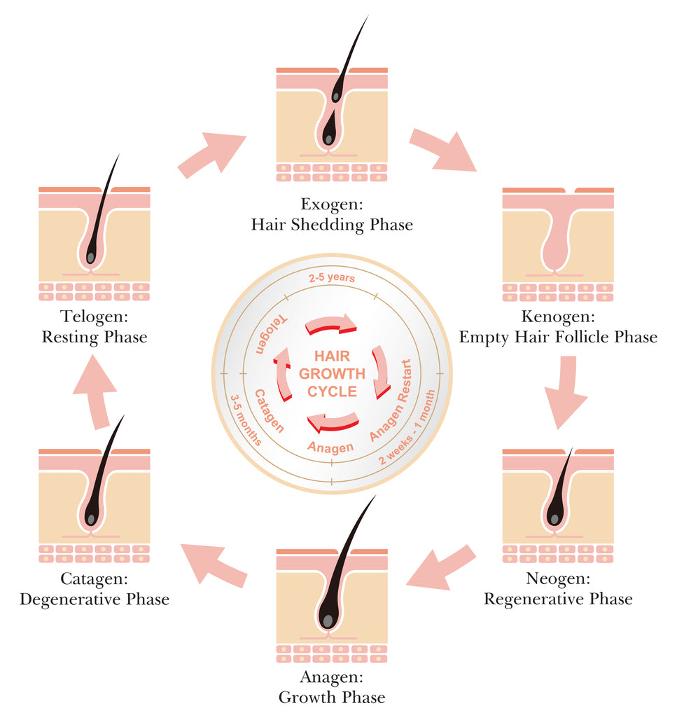 ghk cu peptide before and after hair ghk-cu hair growth study human clinical Copper Peptide Hair Growth Mechanism: What Kinds of Hair ghk cu peptide before and after hair ghk-cu hair growth study human clinical Copper Peptide Hair Growth Mechanism: What Kinds of Hair